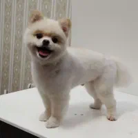 جفت پامر خرسی مولد