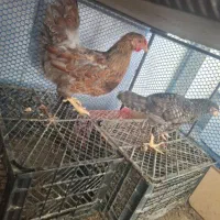 مرغو خروس دزدیده شده|حیوانات|گرگان, |دیوار