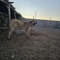 سگ نر|سگ|یامچی, |دیوار