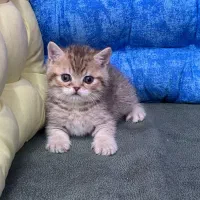 بریتیش بلک کلد