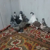 کفتر ساده .جوجه کرباتی . سبز آلمانی . سیاه پاک|پرنده|مشهد, رضاییه|دیوار