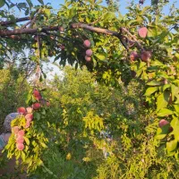 خونه باغ در روستای زیبای کریک بهترین لوکیشن|فروش خانه و ویلا|سی‌سخت, |دیوار