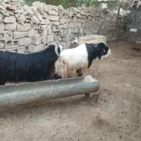 دوعدد پازن