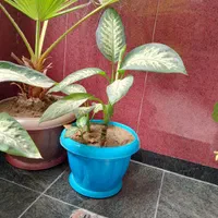 گل دیفین باخیای اصل و خارجی ساقه درشت برگ پهن|گل و گیاه طبیعی|مهاباد (آذربایجان غربی), |دیوار