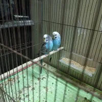 مرغ عشق زیبا|پرنده|خمینی‌شهر, |دیوار