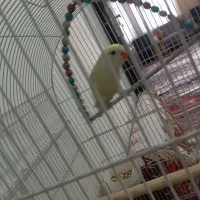 کوتوله ۴رنگ|پرنده|مشهد, اروند|دیوار