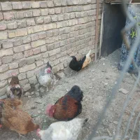 خروس