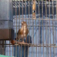 سهره نا خون سفید|پرنده|همدان, |دیوار