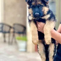 توله ژرمن اصیل|سگ|مشهد, امیریه|دیوار