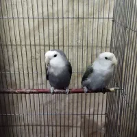 پرنده