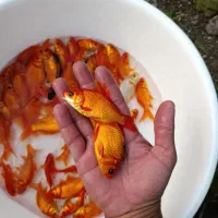 ماهی قرمز ۴ تا۵ بند|ماهی|سنگر, |دیوار