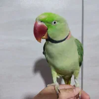 شاه طوطی|پرنده|شیراز, بید زرد|دیوار