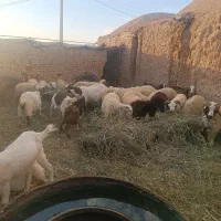 بره19|حیوانات مزرعه|کرمان, |دیوار