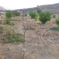 فروش باغ کشاورزی متری یک میلیون تومان.  سرپری