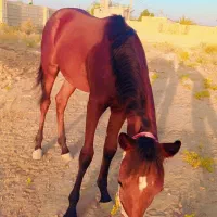 کره مادیان عرب۷ماه|اسب و تجهیزات اسب‌سواری|شوش, |دیوار