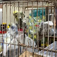 مرغ عشق رینبو و پروانه ای و طوطی کوتوله برزیلی