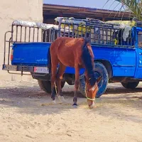 نریان 7ماهه