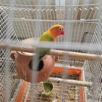 اوپلاین گرین جفت|پرنده|تهران, سردارجنگل|دیوار