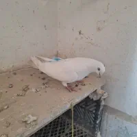 کبوترپرشی|پرنده|ارومیه, |دیوار