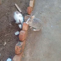 خرگوش|موش و خرگوش|قهستان, |دیوار