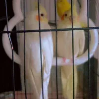 سه عروس هلندی سخنگو و دوتا مرغ عشق نر|پرنده|زهک, |دیوار
