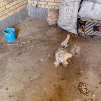 خروس سلطان کیفیت عالی