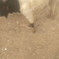 دوبر جوان|حیوانات مزرعه|گتوند, |دیوار