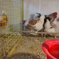 ویاندوت