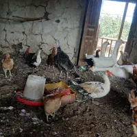 تعدادی مرغ خروس اوردک بوقلمون غاز