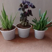 گل خانگی|گل و گیاه طبیعی|ماکو, |دیوار