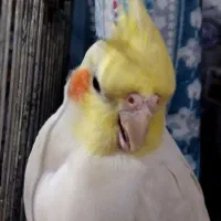 عروس هلندی رام دوستی|پرنده|تهران, باشگاه نفت|دیوار