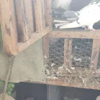 فروش یک عدد کبوتر ماده کله دم سبز|پرنده|سورک, |دیوار