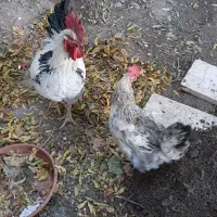 یک جفت مرغ و خروس محلی
