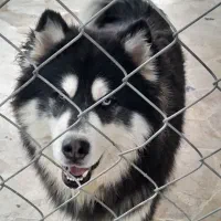 سگ هاسکی|سگ|خمینیشهر, |دیوار