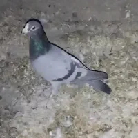 سبز نر مسافتی