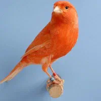 قناری نارنجی یونانی