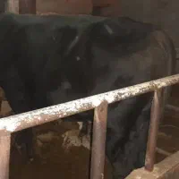 گاو و گوساله|حیوانات مزرعه|خفر, |دیوار