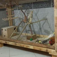 قفس پرنده|لوازم جانبی حیوانات|قشم, |دیوار