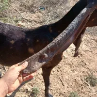 بز پاکستانی|حیوانات مزرعه|اهواز, علی آباد|دیوار