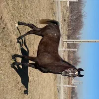 مادیون سه سال|اسب و تجهیزات اسب‌سواری|درگزین, |دیوار