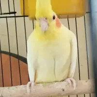 پذیرش عروس هلندی