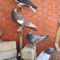ماده رنگی|پرنده|شیراز, گل سرخ|دیوار