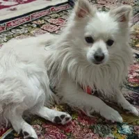 سگ شیتزوپارمین|سگ|خرمدره, |دیوار