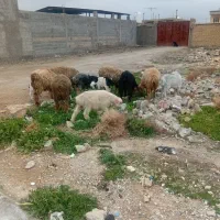 میش بره جوان نر|حیوانات مزرعه|مرودشت, محمد آباد|دیوار