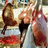 بز  و بی  کشتاری