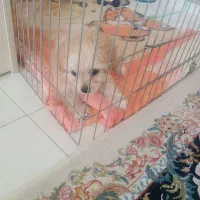 فروش سگ شیتزو