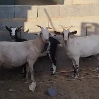 بز دورگ سانن|حیوانات مزرعه|اشکذر, |دیوار