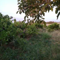 باغچه سنددار باغ جاده شهریار