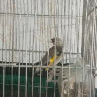 پرنده جوجه قفس