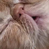 گربه اگزاتیک وارداتی ماده گارفیلدی (صورت پرشین)